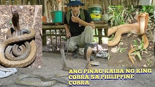 KING COBRA AT ANG PHILIPPINE COBRA [upl. by Labanna]