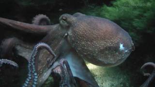 HD Smart and graceful Octopus  Krake  Aquazoo 1652 [upl. by Nnylanna]