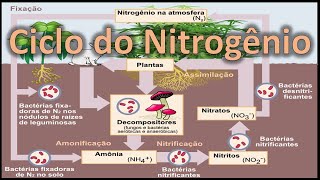 Ciclo do Nitrogênio [upl. by Eenet]