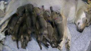 Chiots chiensloups tchécoslovaques âgés de 16 jours Portée Heaven amp Ioric 18 01 17 [upl. by Aloisius843]