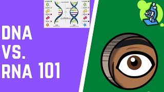 DNA vs RNA 101 [upl. by Rudolf]