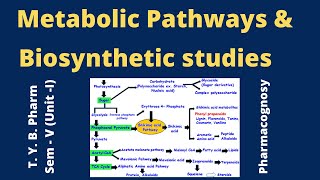 Biosynthetic studies and Basic Metabolic Pathways HINDI Pharmacognosy [upl. by Oflunra]