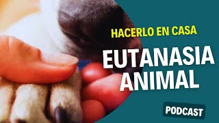 La Eutanasia Animal En Casa [upl. by Quickman769]