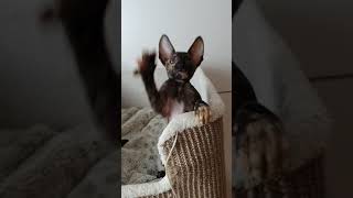 Good morning from Cornish Rex Kittens Crew [upl. by Airam]