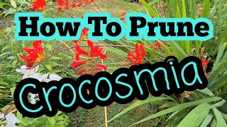 How to prune crocosmia after flowering [upl. by Shellie]