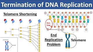 Termination of DNA Replication  What are Telomeres amp Telomerase  What is End Replication Problem [upl. by Ydnil]