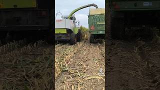 Początek akcji QQ na kiszonkę u wujaszka🚜☀️🔥🌽🐄🥗 [upl. by Gabriellia]