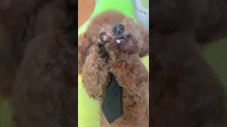 cunyeu fyp dog cute pet thucung poodle funny shortvideo [upl. by Seroka]