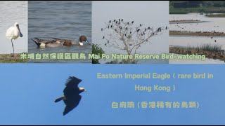 米埔自然護理區觀鳥 Mai Po Nature Reserve Birdwatching [upl. by Asalocin556]