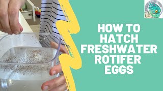 How to Hatch Freshwater Rotifer Eggs [upl. by Anilac10]