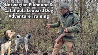 Norwegian Elkhound amp Catahoula Leopard Dog  Obedience amp Socialization Session [upl. by Erlewine857]