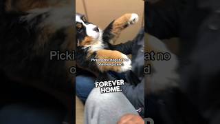 This dog’s reaction of finally getting adopted is incredible shorts [upl. by Trab]