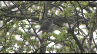 Getting to grips with warblers 2 Blackcap Vs Garden Warbler [upl. by Dressler325]