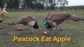 Peacock love to Eat Apple  Can Peacocks Eat Apples New Zealand Lifestyle [upl. by Nosyerg]