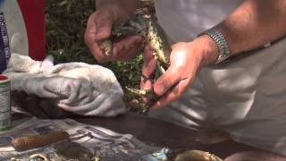 How to Cook Blue Crabs [upl. by Warthman]