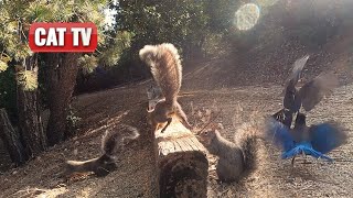 CAT TV For Cats To Watch  Naughty Bird and Squirrel Compilation  Dog TV 😼 🐶 [upl. by Malchy]