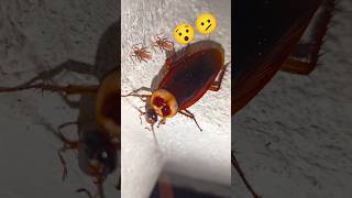 Cockroach Telapoka🪳insect fear Ghost SoundS [upl. by Fuhrman]