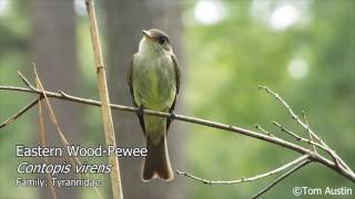 A sample of the Flycatchers of South Carolina [upl. by Namrej]