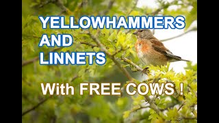 Beginners Bird Photography  Yellowhammers and Linnets [upl. by Novia465]