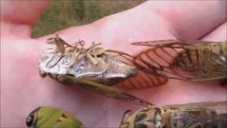 Locusts life cycle Cicadas Hatching Timelapse [upl. by Ahtiuqal]