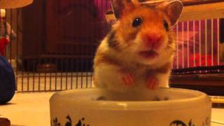 Scrat le hamster attentif aux bruits audessus de sa gamelle [upl. by Nairda456]