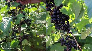 Growing Blackcurrants in North America  Tahsis  Incredible yields flavor and growth [upl. by Reffinej]