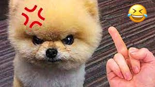 Dogs Really Hate Middle Finger 2  Funny Pets Reaction  Aww Pets [upl. by Dafna]