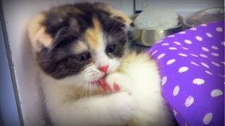 三毛猫ホームズの推理の猫にそっくり Drama of the baby cat of a tortoiseshell cat [upl. by Nnahgiel728]