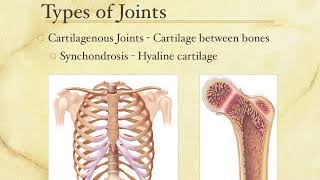 Articulation Lecture 1  Types of Joints [upl. by Dustie]