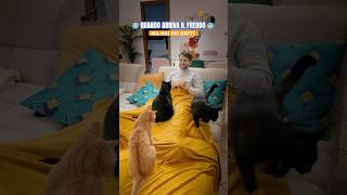 Con quanti gatti affronterete il freddo Mandate il video a chi ha 1 🐱 cat gatto pets [upl. by Eillor]