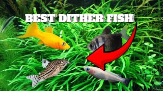 Top 5 best dither fish [upl. by Synn657]