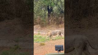 King of the jungle wildlife safari lion [upl. by Nelrac]