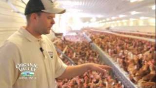 Organic Chicken Coop Tour of Wangsness Family Farm [upl. by Marge267]