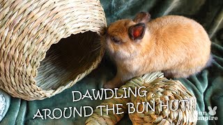 Dawdling Around The Bun Hut [upl. by Svetlana]