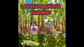 Anne Nisahs Farm l Lakatan Banana Farming [upl. by Sibley]