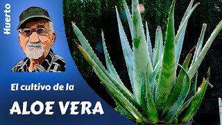 𝗔𝗟𝗢𝗘 𝗩𝗘𝗥𝗔 CÓMO CULTIVAR ALOE VERA GUÍA COMPLETA [upl. by Mimajneb]