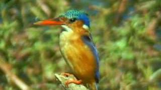 Malachite Kingfisher Alcedo cristata [upl. by Tehr]