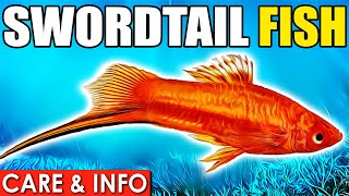 Swordtail Fish  Swordtail Fish Care And Info  Swordtail Fish Care Guide For Beginners [upl. by Benito]