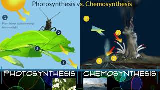 Photosynthesis vs Chemosynthesis [upl. by Scopp232]