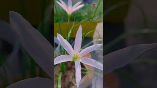 Zephyranthes candida  garden flowers nature [upl. by Mansur]