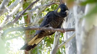 Yellowtailed Black Cockatoo – Calyptorhynchus funereus [upl. by Aihtela]