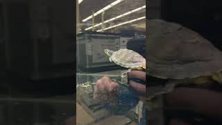 YellowBellied Slider at Petco [upl. by Cedell543]