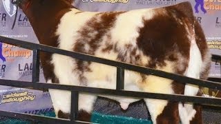 PB Shorthorn quotRed White amp Roanquot At Missouri AGR [upl. by Latrice]