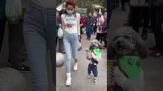 Chó phóc sóc mini siêu cute 🎯❤️😊 funny short viral dog doglover dogfam funnycomedy girl [upl. by Josey]