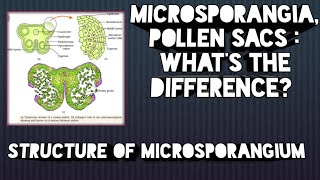 Structure of microsporangia know the difference between microsporangia and pollen sacs [upl. by Nett]