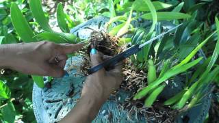 How To Propagate amp Divide Orchids  Aggregatum Encyclia Mitonia Brassavolae Cattleya [upl. by Lrae593]