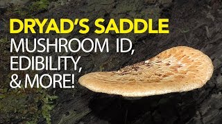 Foraging For Dryads Saddle  Pheasant Back Mushroom [upl. by Ailedroc]