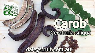 Carob  Ceratonia siliqua  Selffertile variety Clifford [upl. by Mackintosh]