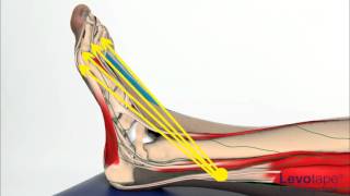 Levotape Kinesiology Tape  lymphatic drainage technique  ankle sprain [upl. by Alinna]