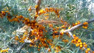 Himalayan Sea Buckthorn Tree  Seaberry Plant  Skardu Pakistan [upl. by Faxun]